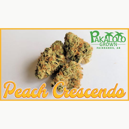 Pakalolo Supply Company - PSC | Peach Crescendo | Flower | 14G - 1