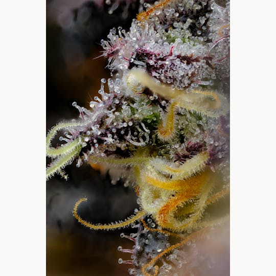 Recreational Habits - White Devil - 1