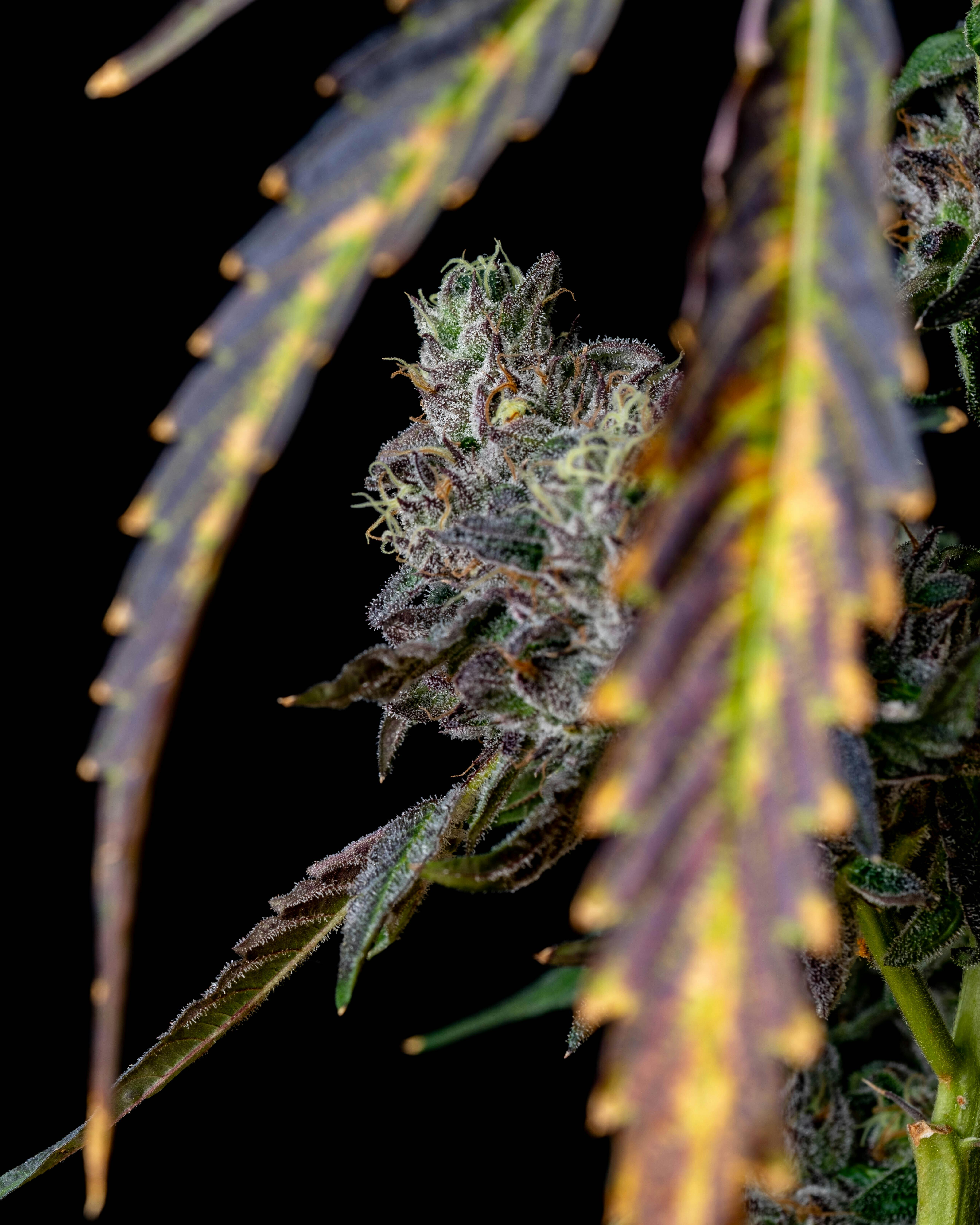 Recreational Habits - Sherb Cream Pie - 1