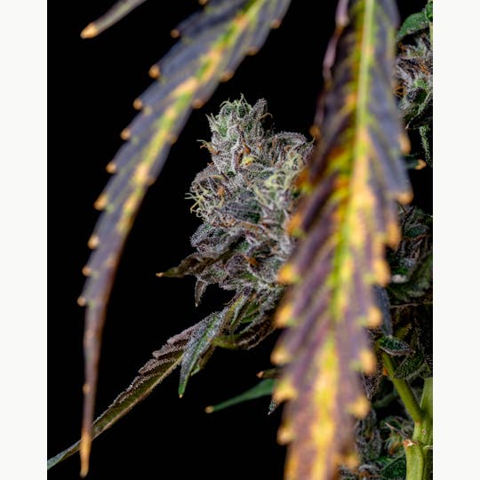 Recreational Habits - Sherb Cream Pie - 1