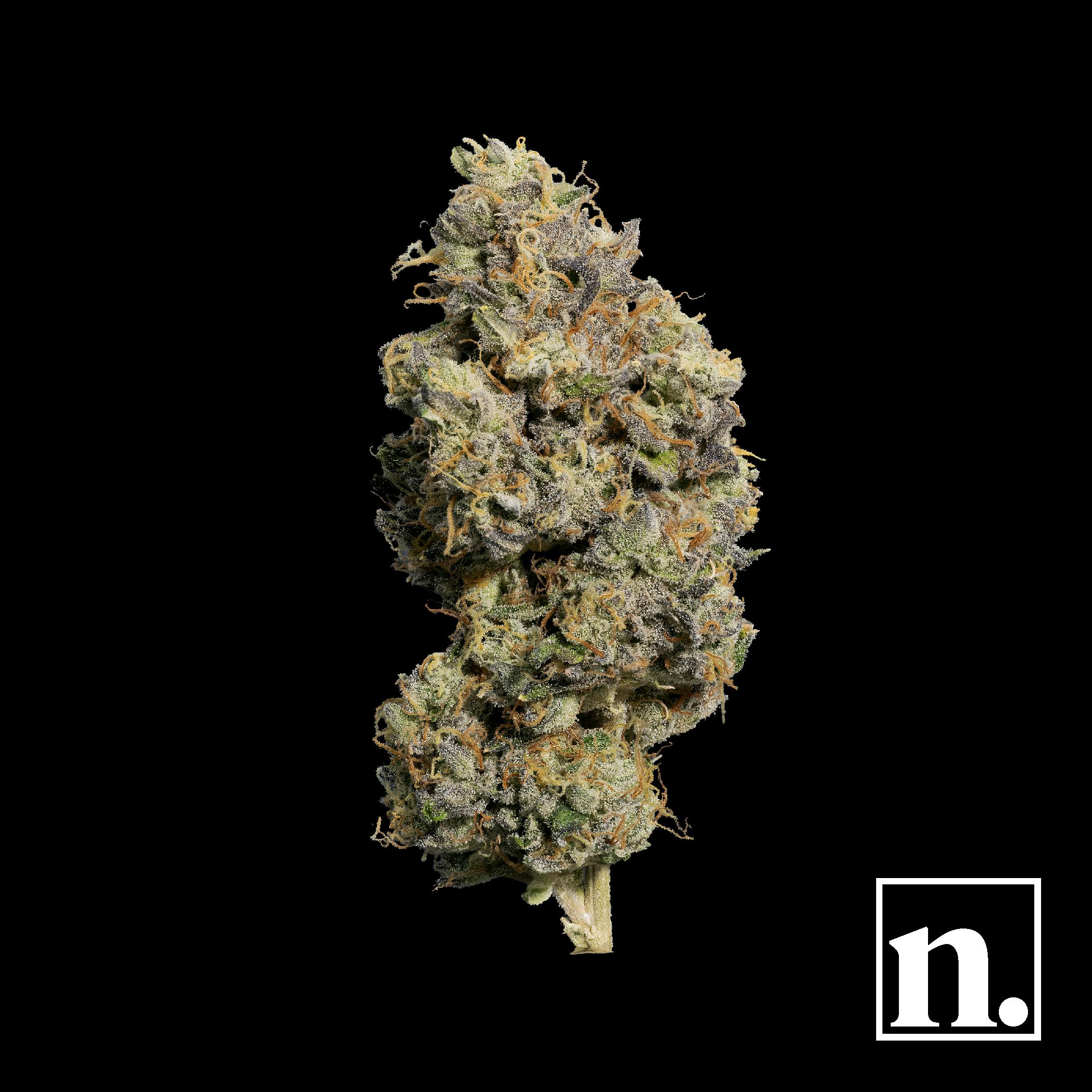 Niche - Oishii III | 1g - 1