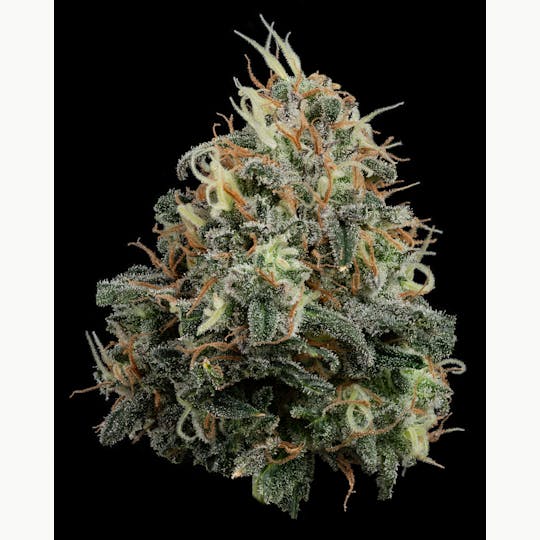 U4EA Farms - Papaya Splash Flower 3.5g - 1