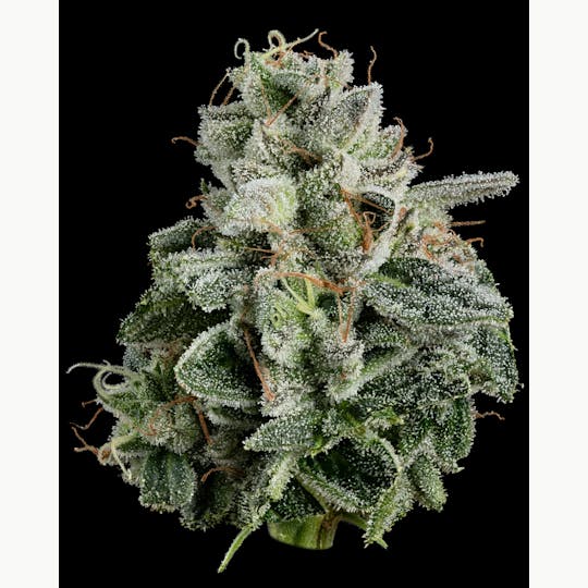 U4EA Farms - Pie Dough Flower 3.5g - 1