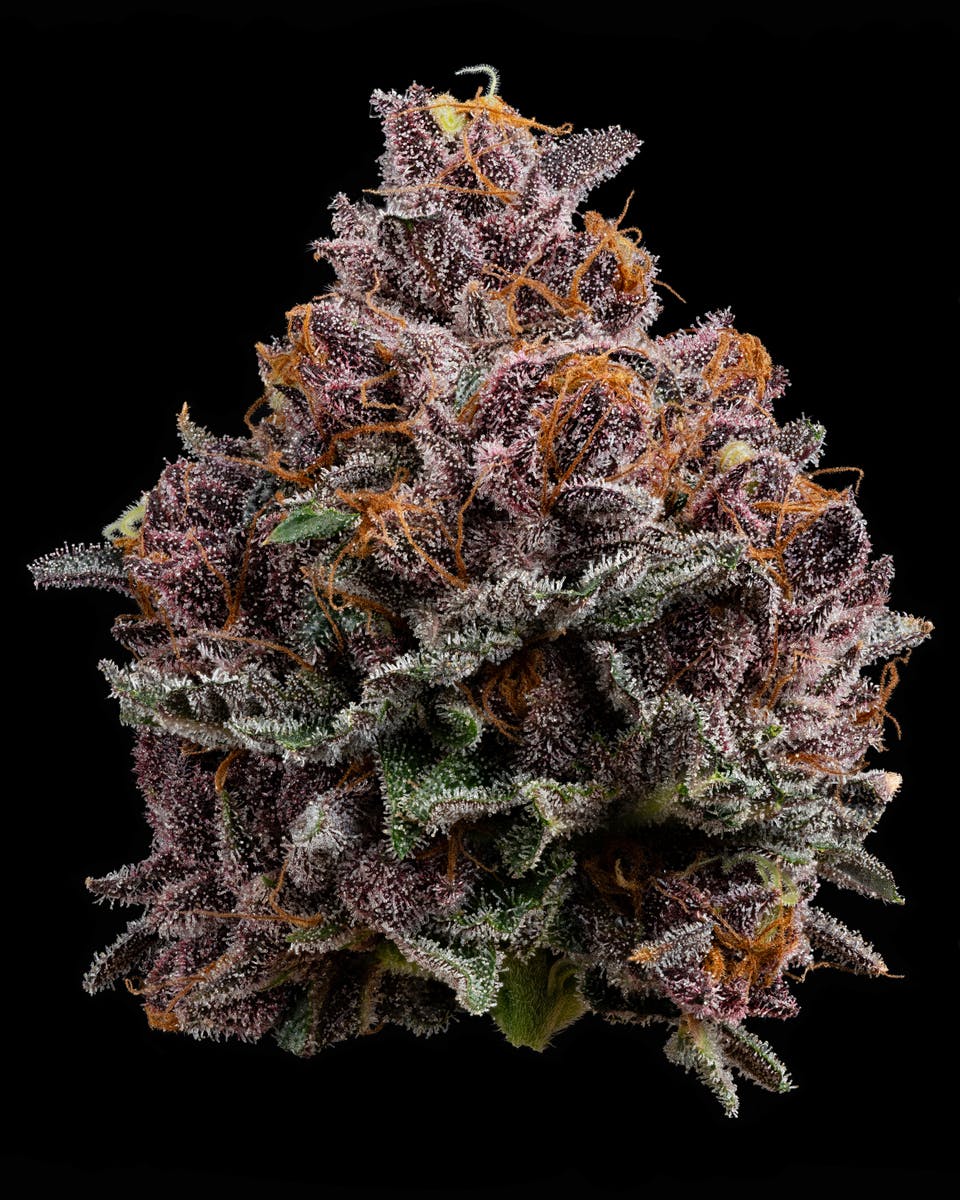 U4EA Farms - Cherry Whip Flower 3.5g - 1