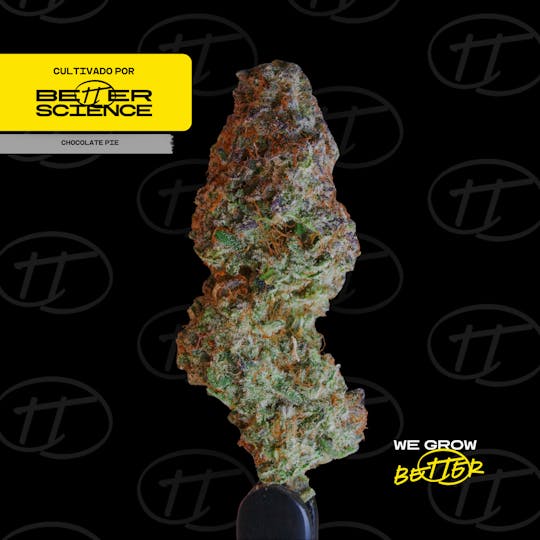 Better Science - BSC - Chocolate Pie 2 - Flor - 1