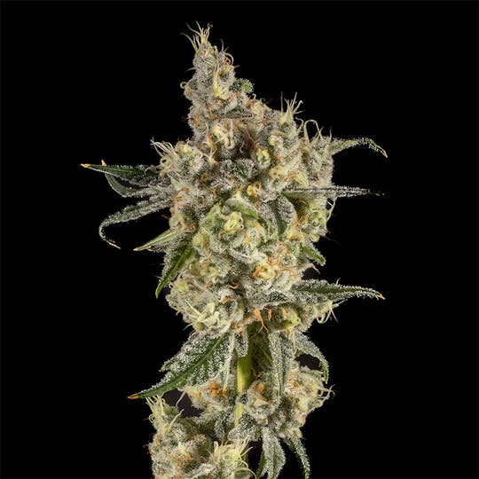 14er Extractions - 14er | Blue Garlic | 7g Flower - 1