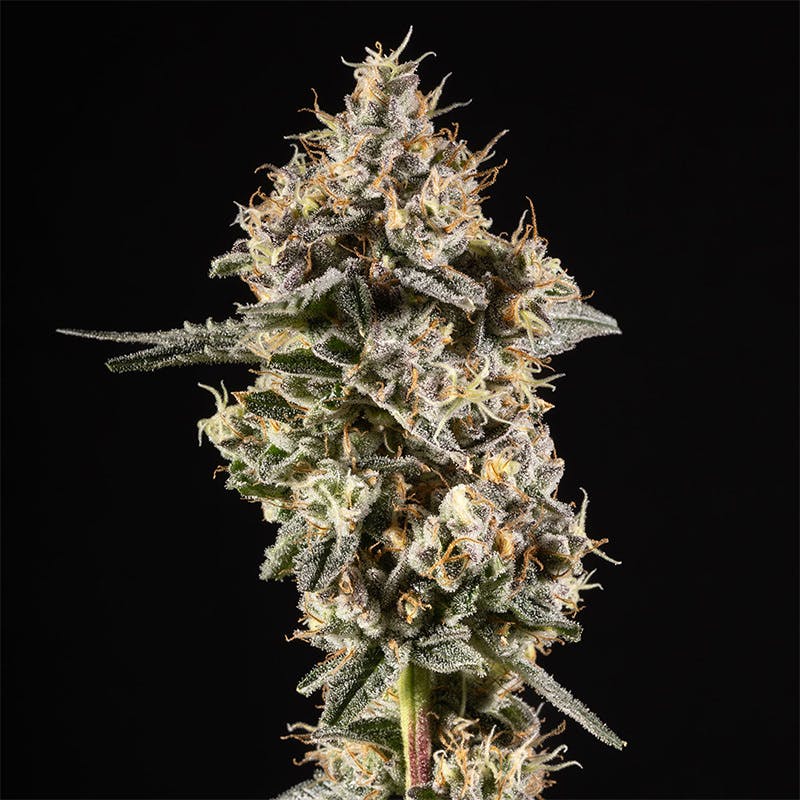 14er Extractions - 14er | Double Solo Burger | 28g Flower - 1