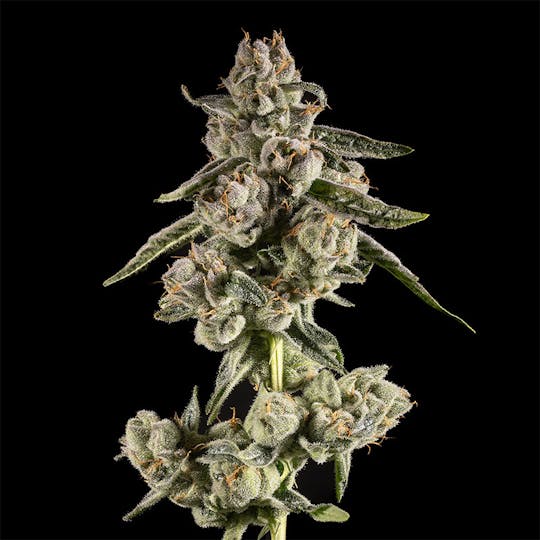 14er Extractions - 14er | DJC | Flower - 1