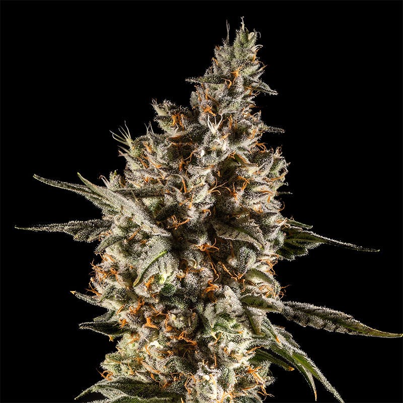 14er Extractions - 14er | Blue Magoo | 28g Flower - 1