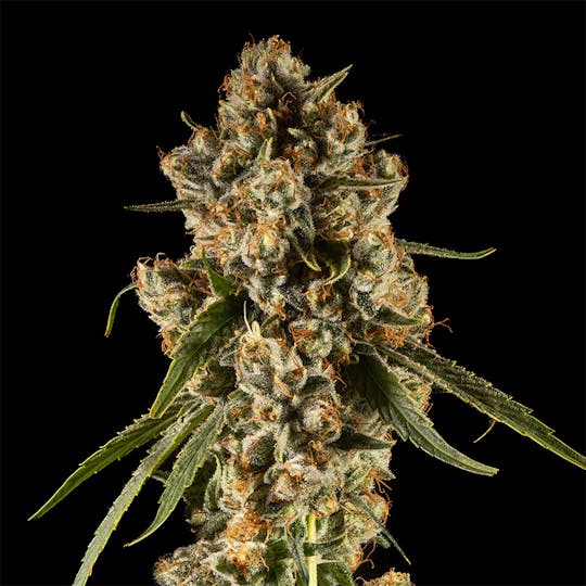 14er Extractions - 14er | Conspiracy | 14g Flower - 1