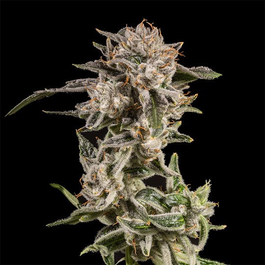 14er Extractions - 14er | Dreadneck | 14g Flower - 1