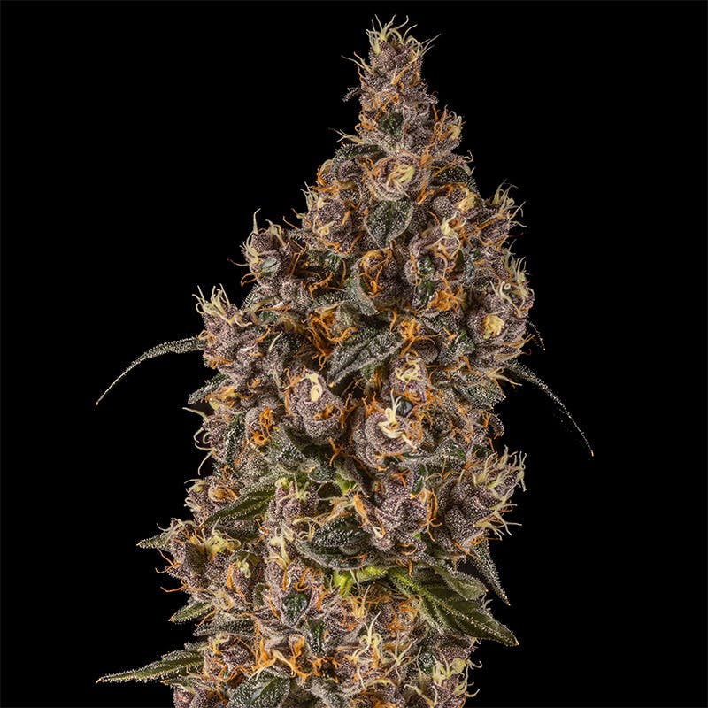 14er Extractions - 14er | Drago | 14g Flower - 1