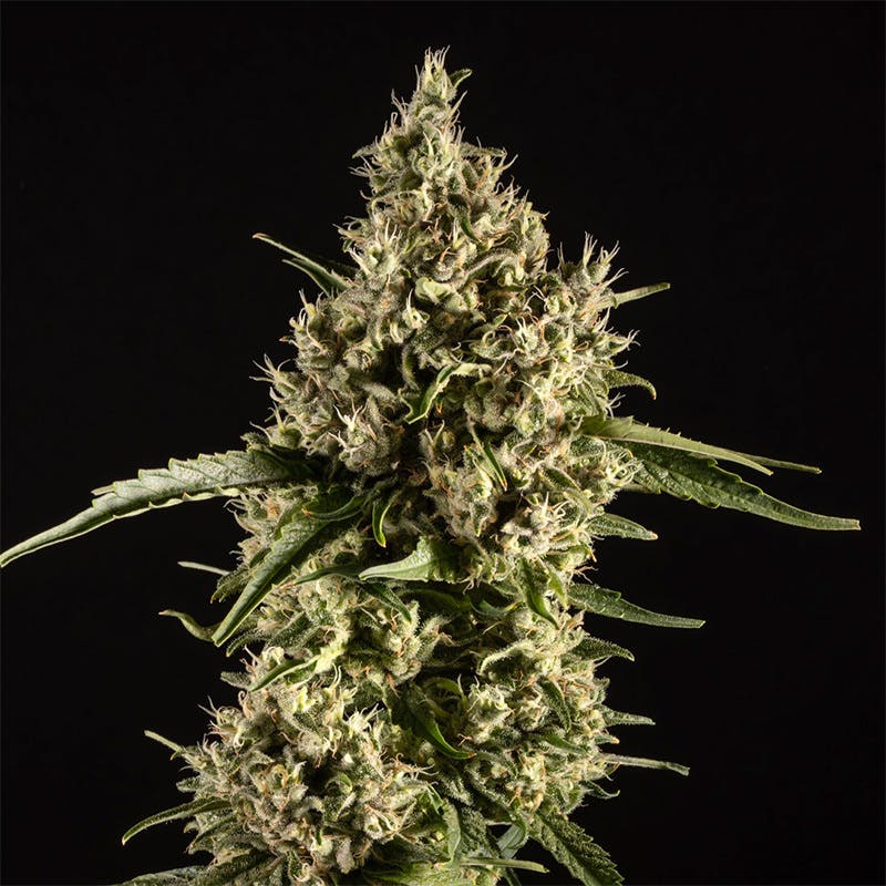 14er Extractions - 14er | Durban Poison | 28g Flower - 1