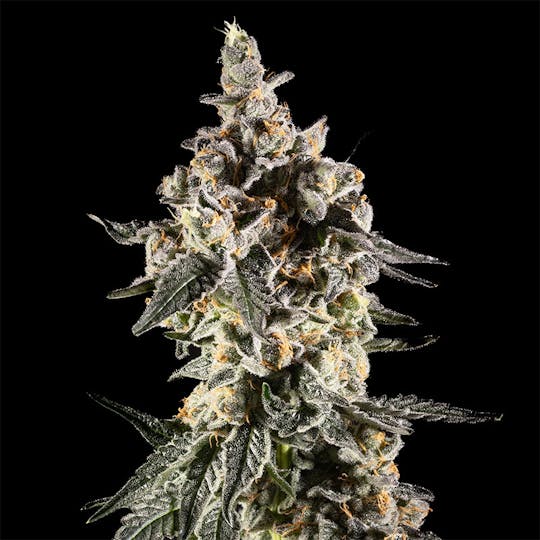 14er Extractions - 14er | Bubble Gum Marker | Flower - 1