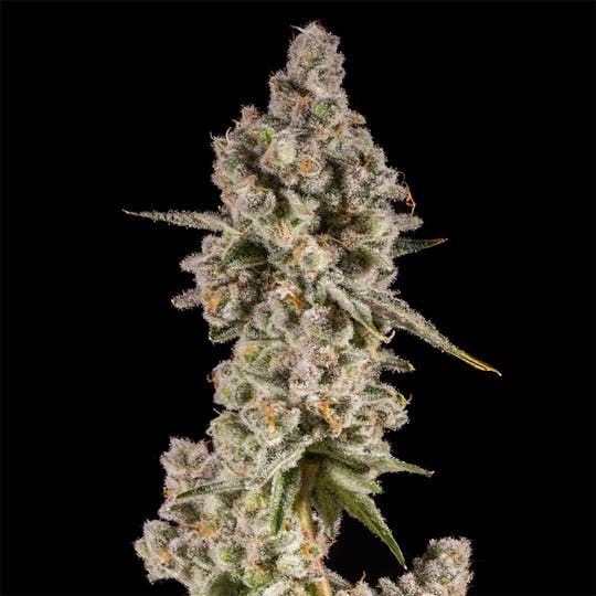 14er Extractions - 14er | Caramel Tsunami | Flower - 1