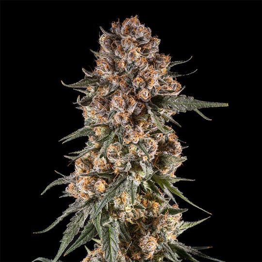 14er Extractions - 14er | Blackberry Banana Kush | Flower - 1