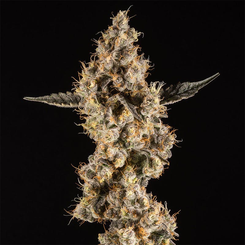 14er Extractions - 14er | Don Mega | 28g Flower - 1