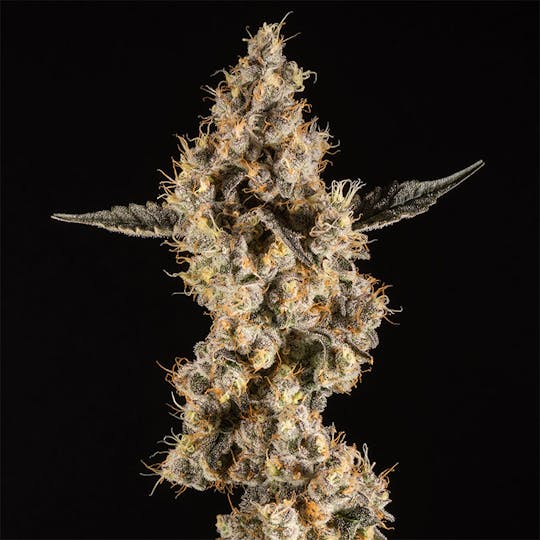 14er Extractions - 14er | Don Mega | 3.5g Flower - 1