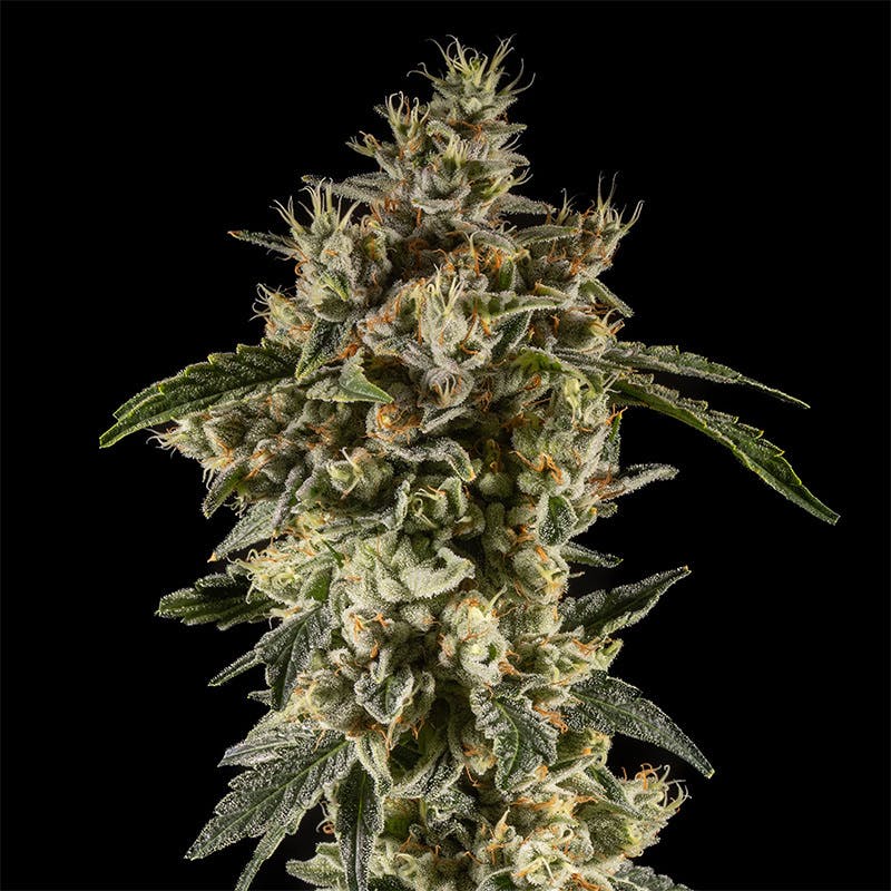 14er Extractions - 14er | Chem De La Chem | 14g Flower - 1