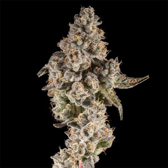 14er Extractions - 14er | Dulce De Uva | 7g Flower - 1