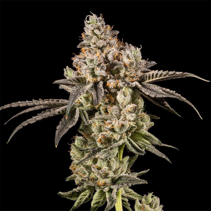 14er Extractions - 14er | Fumez | 7g Flower - 1