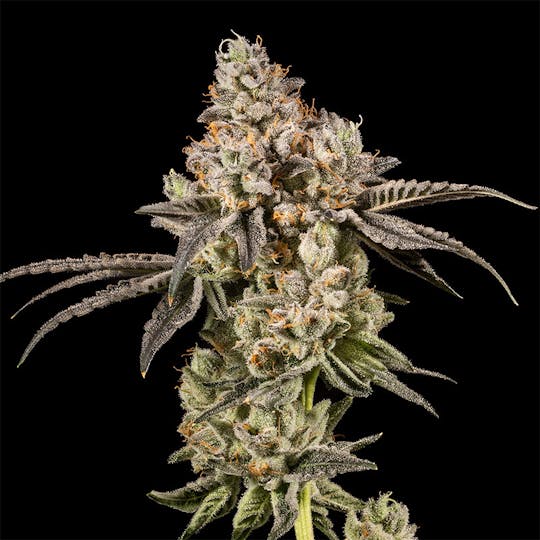 14er Extractions - 14er | Fumez | 7g Flower - 1