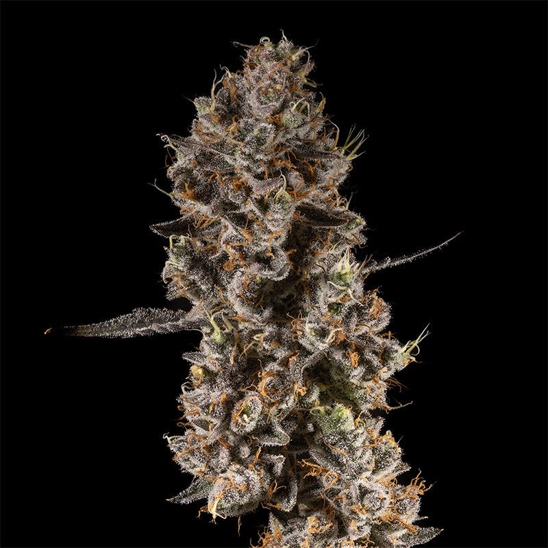 14er Extractions - 14er | Grape Tootzy | 7g Flower - 1