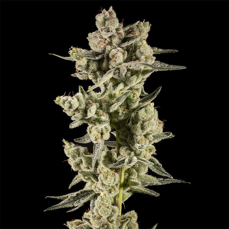 14er Extractions - 14er | Durraflame | Flower - 1