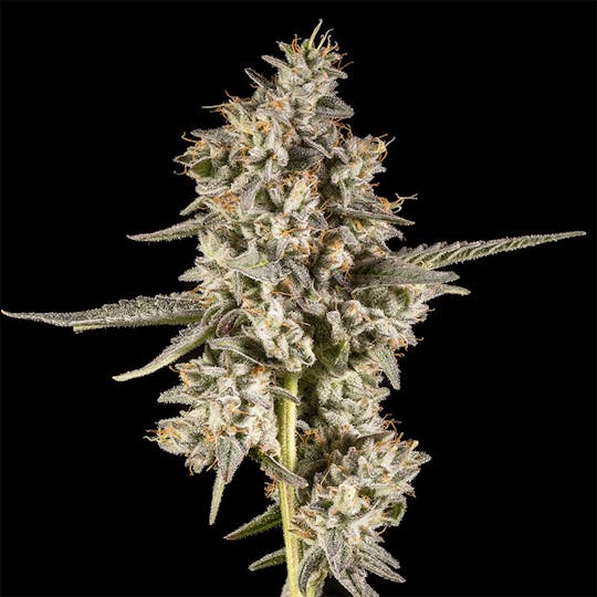 14er Extractions - 14er | Full Metal Cherry | 3.5g Flower - 1