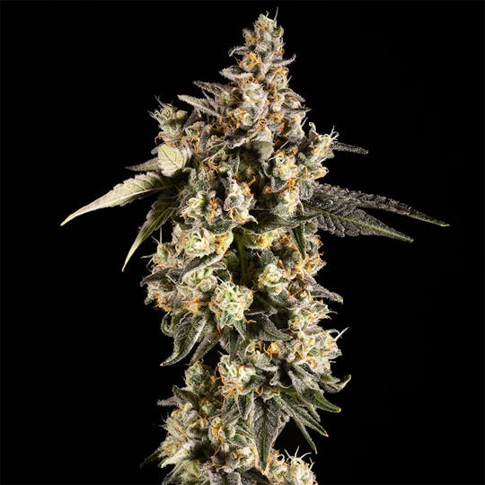 14er Extractions - 14er | Grimace OG | 3.5g Flower - 1