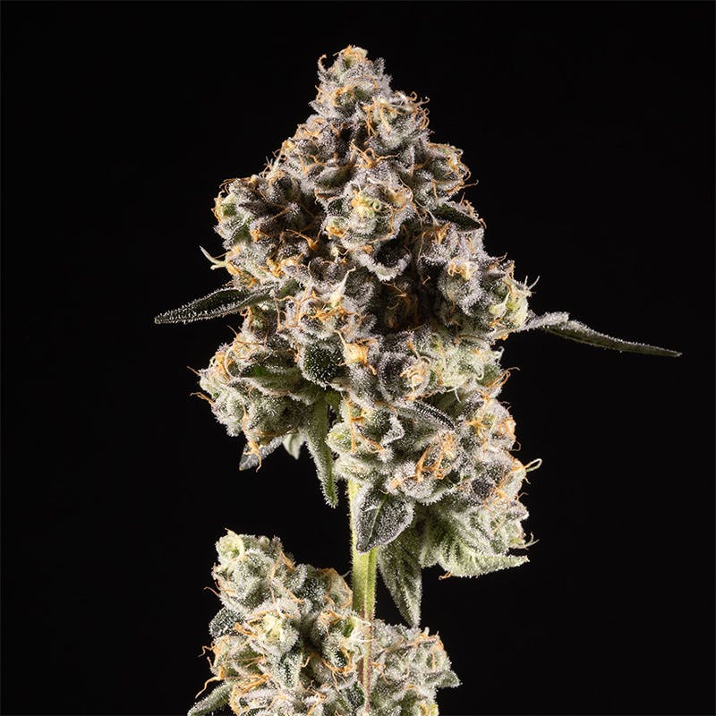 14er Extractions - 14er | Gary Payton | 14g Flower - 1