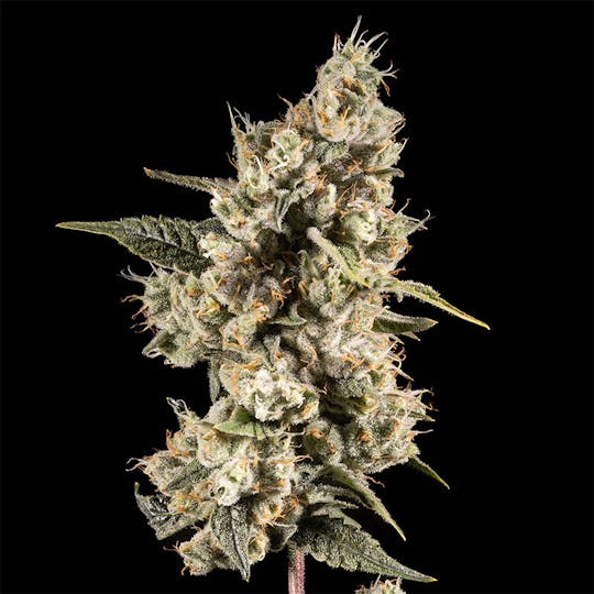 14er Extractions - 14er | Juicy Fruit | Flower - 1