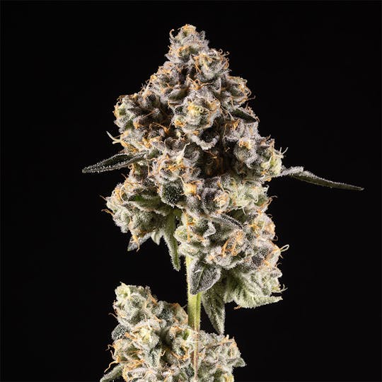 14er Extractions - 14er | Gary Payton | 3.5g Flower - 1