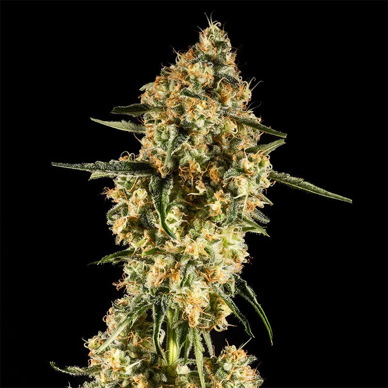 14er Extractions - 14er | Hawaiian Goat | 14g Flower - 1