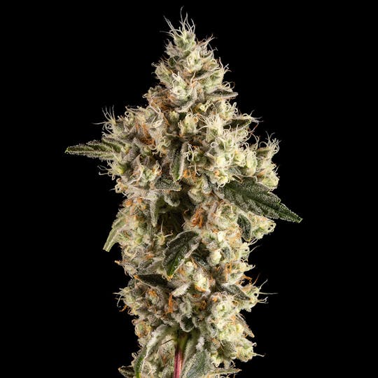 14er Extractions - 14er | Mellow Dawg | 14g Flower - 1