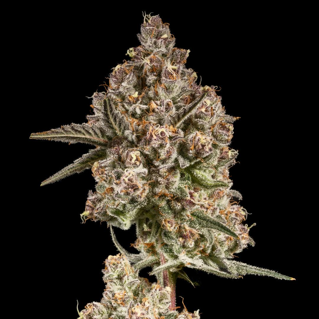 14er Extractions - 14er | Magik Muffins | 7g Flower - 1