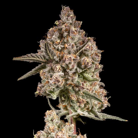 14er Extractions - 14er | Magik Muffins | 7g Flower - 1