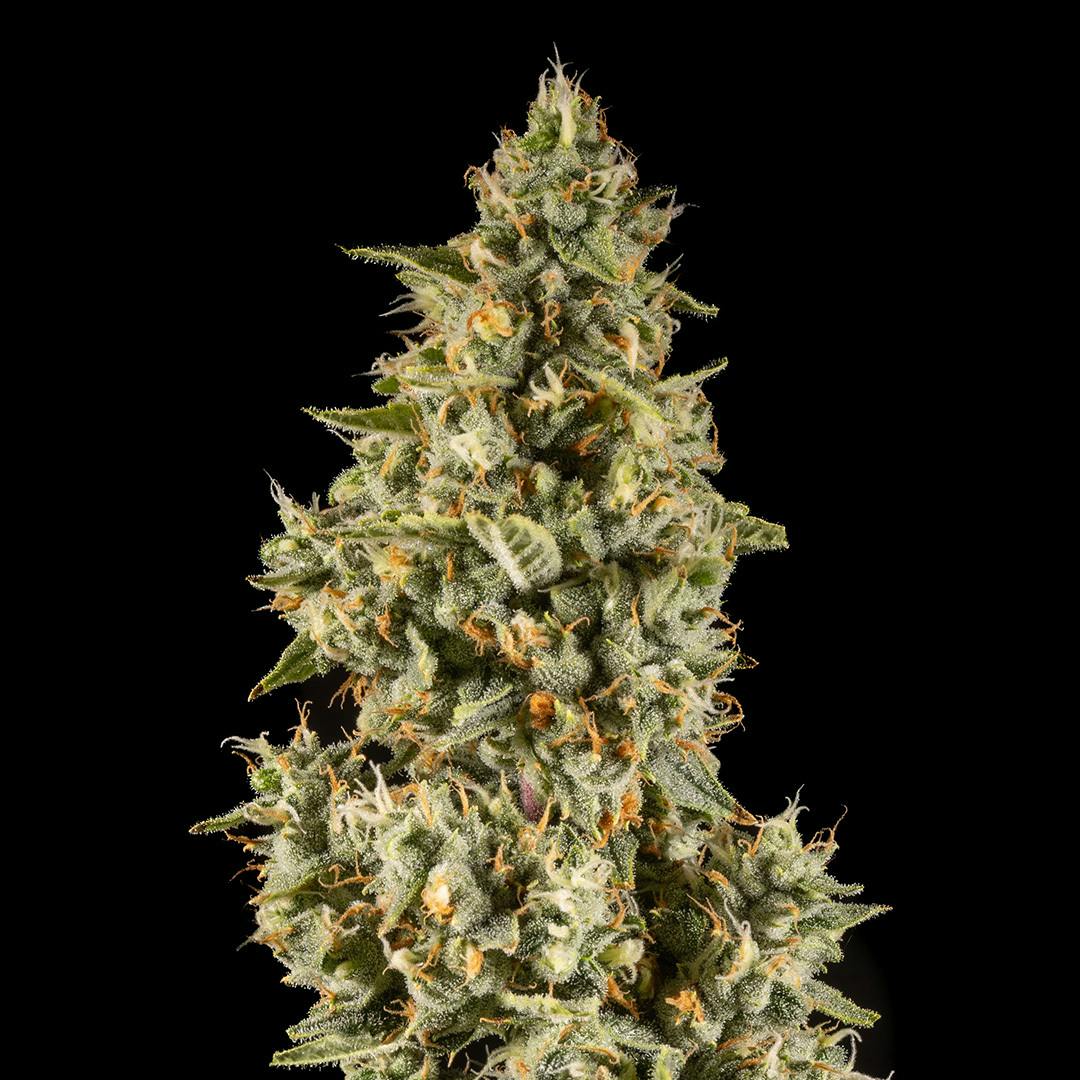 14er Extractions - 14er | Pineapple Pastures | 7g Flower - 1