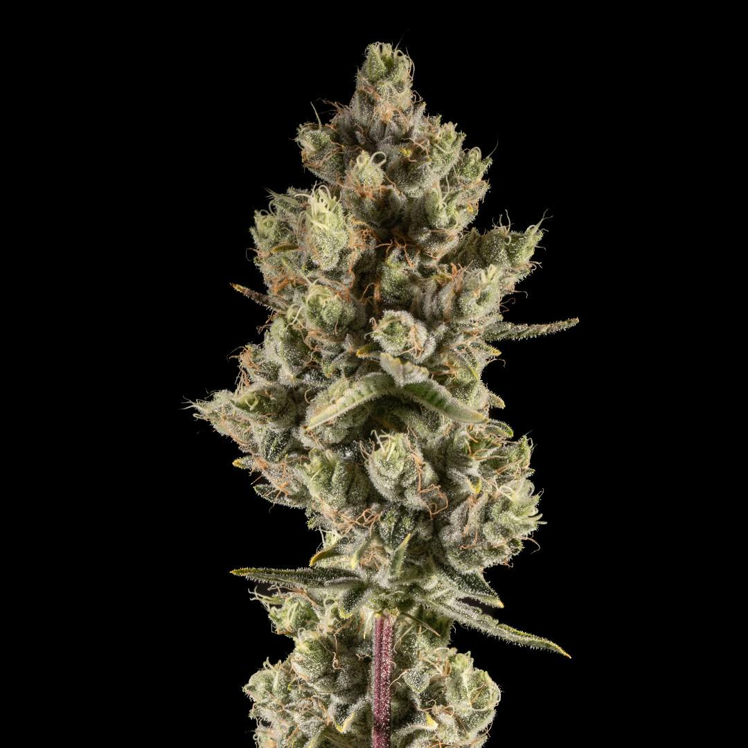 14er Extractions - 14er | Lucky Charms | Flower - 1