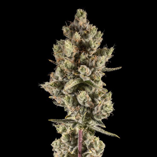 14er Extractions - 14er | Lucky Charms | Flower - 1