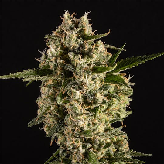 14er Extractions - 14er | Island Sweet Skunk | Flower - 1