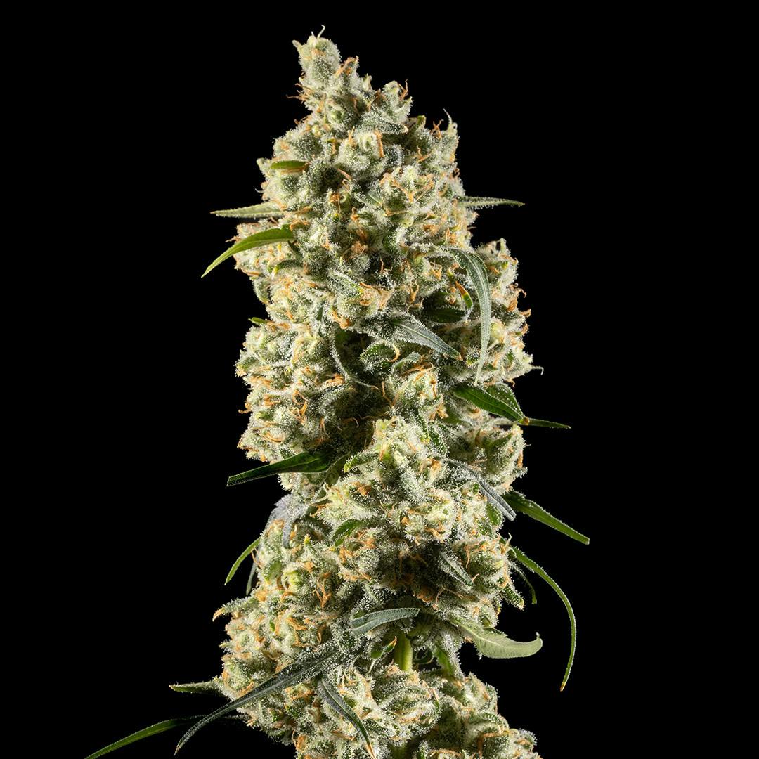 14er Extractions - 14er | Jack Herer | 28g Flower - 1