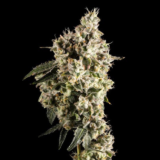 14er Extractions - 14er | Marshmallow OG | 3.5g Flower - 1