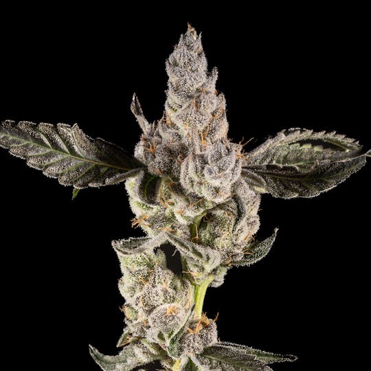 14er Extractions - 14er | Pancakes | 28g Flower - 1