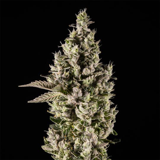 14er Extractions - 14er | Lazer Jet | 7g Flower - 1