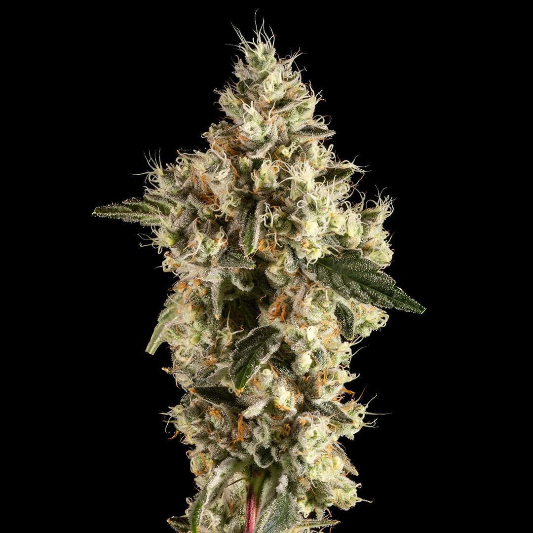 14er Extractions - 14er | Mellow Dawg | Flower - 1