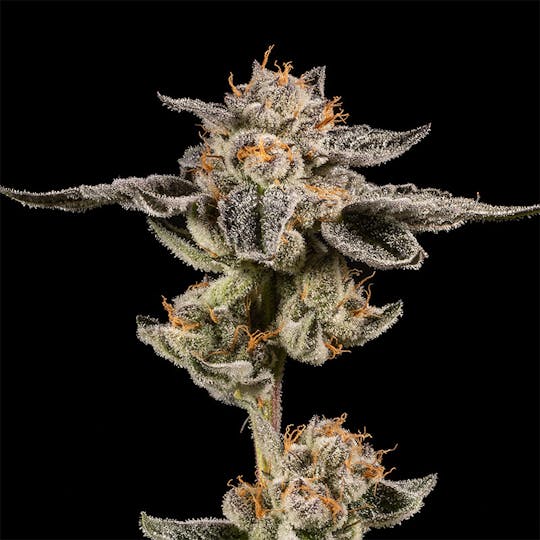 14er Extractions - 14er | Jelly Pie | 3.5g Flower - 1