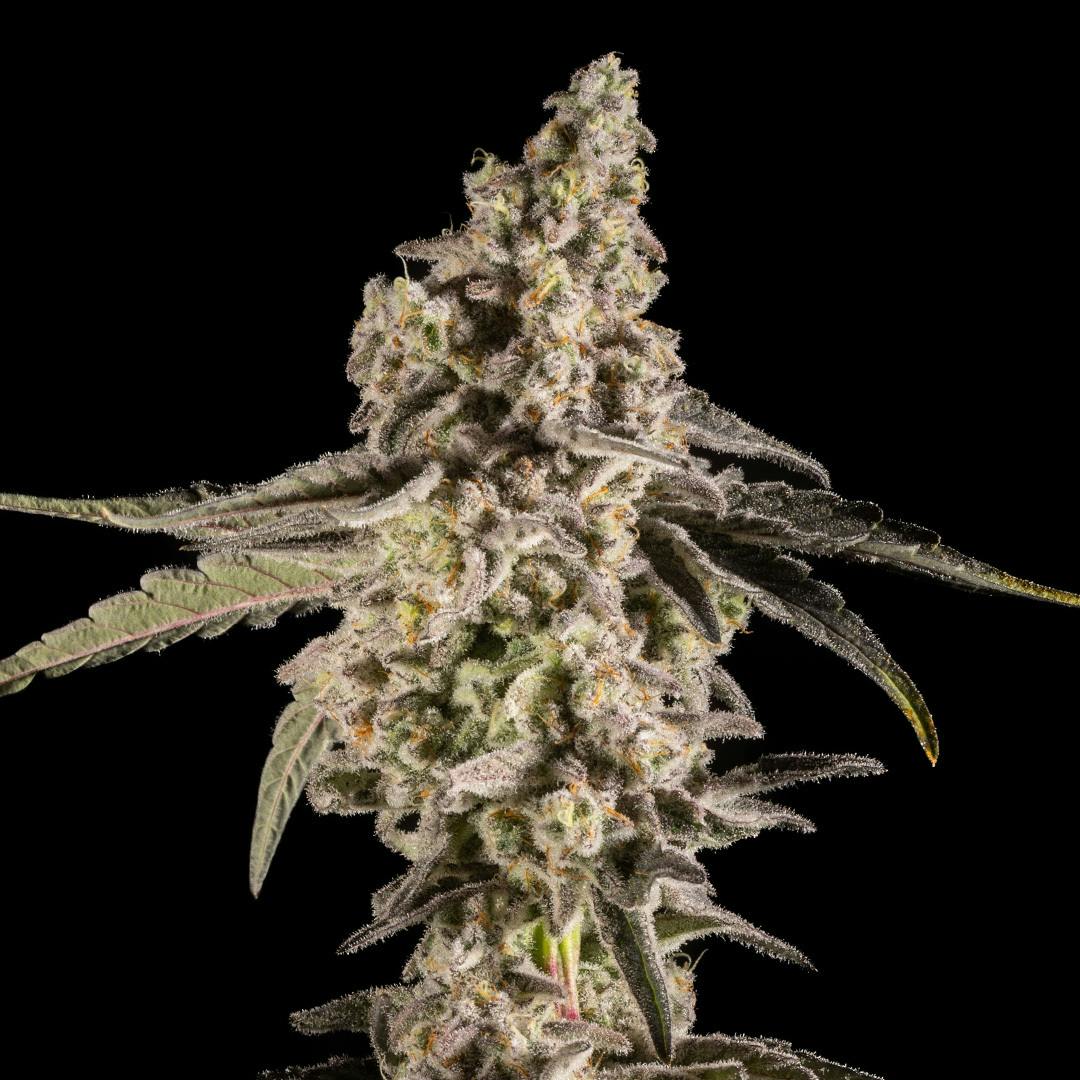 14er Extractions - 14er | MAC | Flower - 1