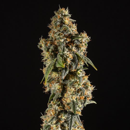 14er Extractions - 14er | Lemon Cream Pie (Mom's) | 14g Flower - 1