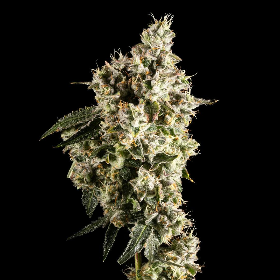 14er Extractions - 14er | Marshmallow OG | 14g Flower - 1